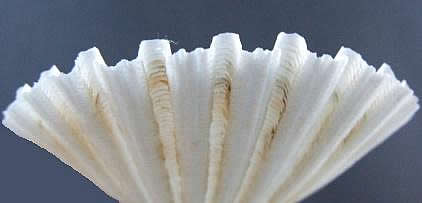 border Pecten jacobaeus